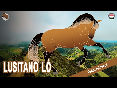 , title : 'LUSITANO LÓ, kivételes mentalitású lovak, LÓFAJTÁK'