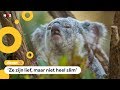 Koala's in de problemen door bosbranden