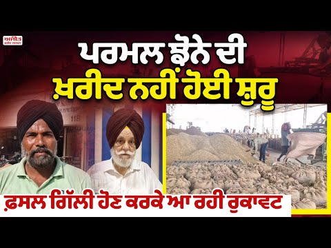 ਪਰਮਲ ਝੋਨੇ ਦੀ ਖ਼ਰੀਦ ਨਹੀਂ ਹੋਈ ਸ਼ੁਰੂ  ,ਫ਼ਸਲ ਗਿੱਲੀ ਹੋਣ ਕਰਕੇ ਆ ਰਹੀ ਰੁਕਾਵਟ 