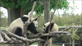 preview picture of video 'Chengdu Giant Panda - Part 1: Panda Mother with cubs - China Travel Channel'