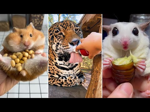 Top 15 Cute Animals Eating Unusual Delicious Food | People Feed Animals