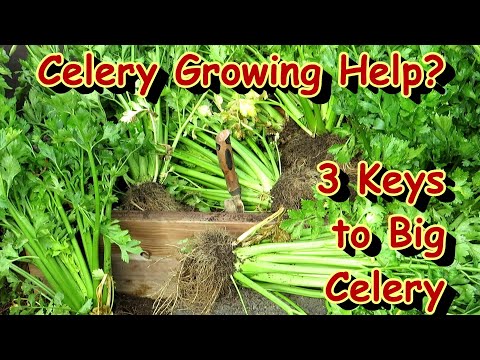 How to Plant Celery - 3 Keys to Success, Preparing the Soil Organically & How to Seed Start Them!