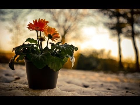 ☆ Vrať mi zpět můj smích - Petra Černocká