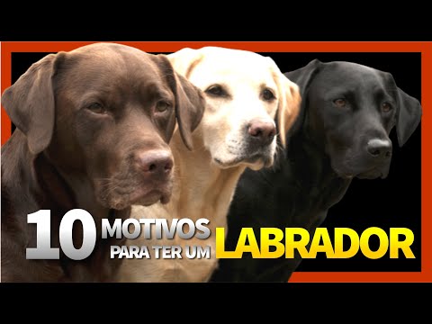 10 Reasons to Own a Labrador | EVERYTHING ABOUT THE LABRADOR BREED