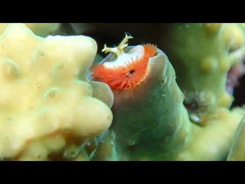 Serpula vermicularis
