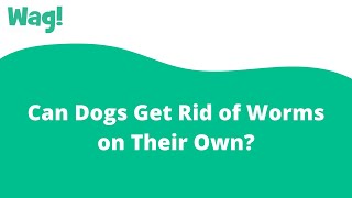 Can Dogs Get Rid of Worms on Their Own? | Wag!
