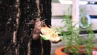 Happy Birthday Ya Sicko