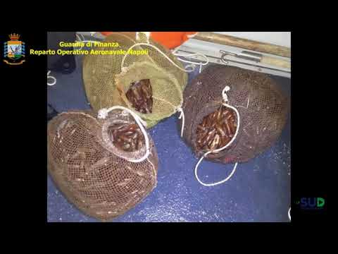 Napoli: pesca di frodo di datteri di mare, 12 arresti