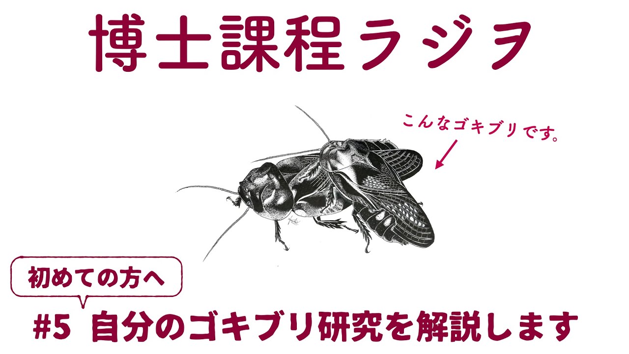 大崎遥花研究員によるクチキゴキブリの翅の食い合いの解説動画