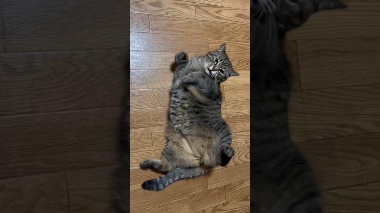 うちの子が可愛いから見て