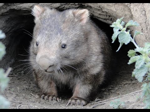Help save the Bare-Nosed Wombat