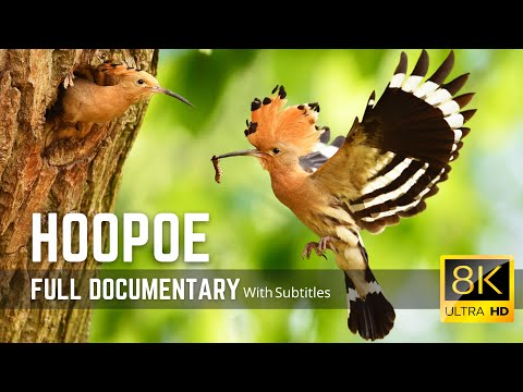 The Hoopoe | Colorful Bird with an Unforgettable Call | 8K Cimematic Documentary