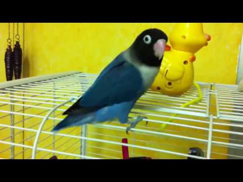 download lagu mp3 mp4 Inseparables Azules, download lagu Inseparables Azules gratis, unduh video klip Inseparables Azules