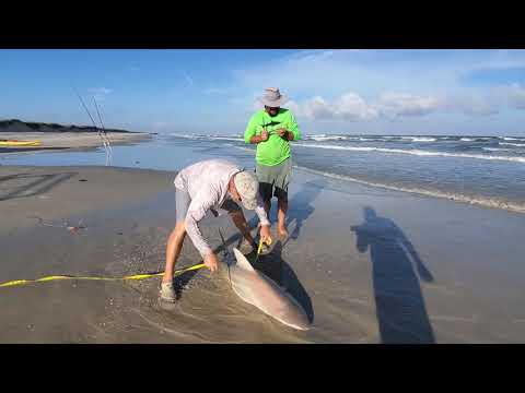 Gannet Drone baits get picked up shark Tagged and Released for another day to play most satisfying