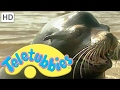 Teletubbies Sea Lions Full Episode