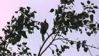 preview picture of video 'Indian Grey Hornbill (Ocyceros birostris)'