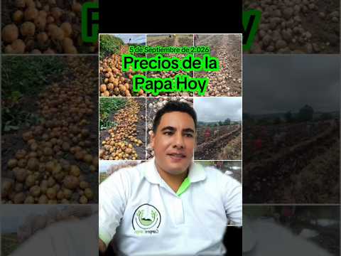 Precios de la Papa hoy en Corabastos Bogotá 🧑‍🌾🥔🥔🥔 #corabastos #boyaca #nariño #cundinamarca #shorts