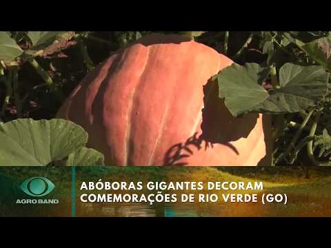 Abóboras gigantes decoram comemorações de Rio Verde (GO) | Agro Band