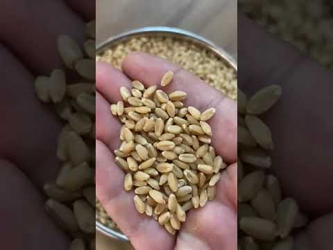 Beige lokwan wheat