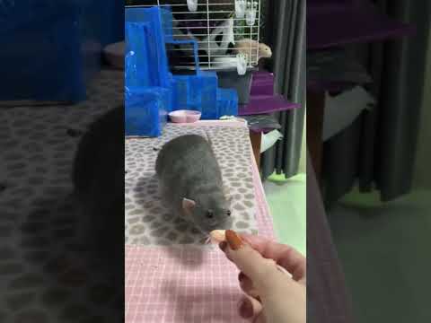 ペットとしてのツイスターマウス