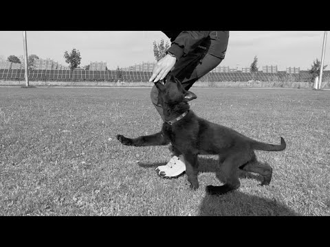 Colt Dark Venoom - 3 months