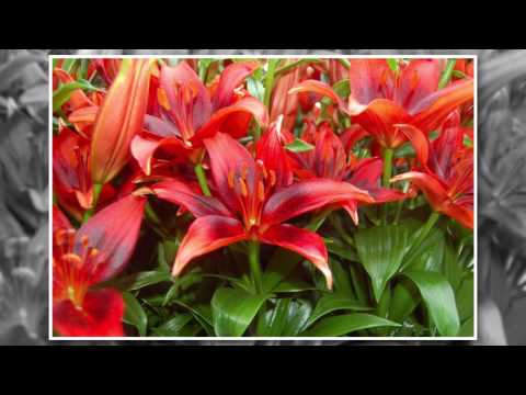 Where and How to Grow Lilies