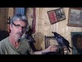 Live Raven Cam - Sam my pet hybride Raven - Peter Caine Dog Training  Live Raven Cam - Sam my pet hybride Raven