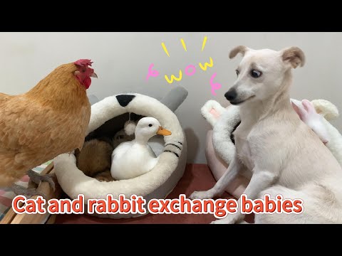 So funny! The cat and rabbit swapped care for their babies, leaving hen and puppy shocked. So cute!