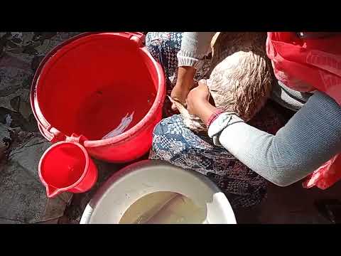 jubo ka gosol korano hoysa🥰🥰🥰🥰#dog