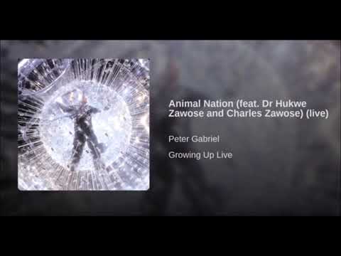 Peter Gabriel ~ 'Animal Nation' (featuring Dr. Hukwe Zawose and Charles Zawose) [Live, Audio Only]
