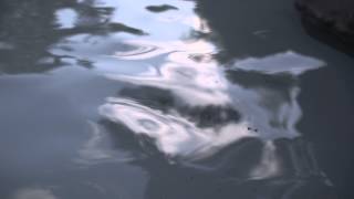 4K - Syd Barret - No Good Trying