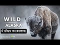 Wild Alaska Wildlife Full Episode 3 Hindi Documentry