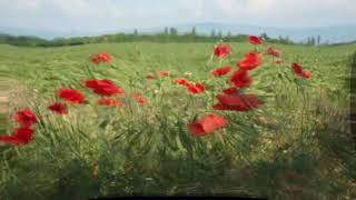 Bap Kennedy, Maybe I Will, with Mark Knopfler