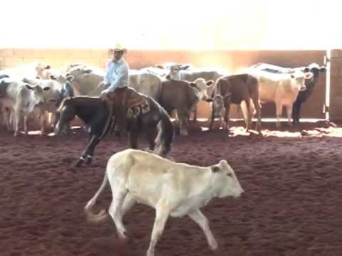 Campeonato Paranaense 2012/2013 - 1º Lugar Aberta Júnior