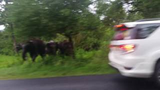 preview picture of video 'muthanga wild elephant attack'