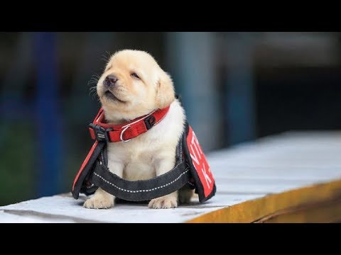 download lagu mp3 mp4 Adopt Police Dog Dropouts, download lagu Adopt Police Dog Dropouts gratis, unduh video klip Adopt Police Dog Dropouts