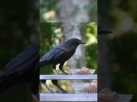 American Crow – The Genius Trickster of the Skies, #fyp#nature#birds #fy #wildlife#bird#birdslover