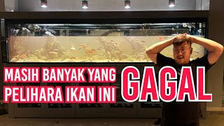 TAK SEINDAH PERAWAKANNYA PELIHARA AFRICAN CICHLID - SUSAH SUSAH GAMPANG - SALAH SEDIKIT MATI 1 TANK