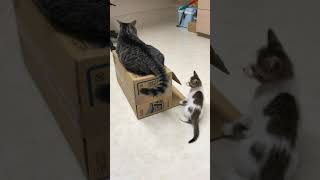 【お知らせ】7/23(火)の午後診療は17時30分から!!