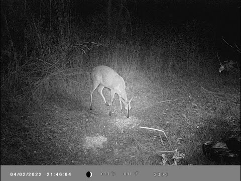 Limpopo South Africa Trail Cam Bushbuck Duiker Feeding Eps 1
