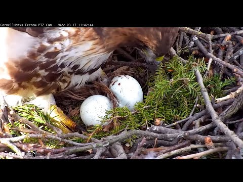 Big Red Lays Second Egg At Red-tailed Hawk Nest | Cornell Hawks Cam – March 17, 2022