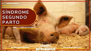 Miniatura do vídeo