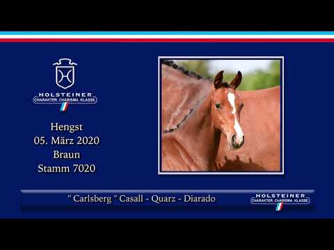 Holsteiner Elite-Fohlenauktion | Nr. 03 v. Casall - Quarz