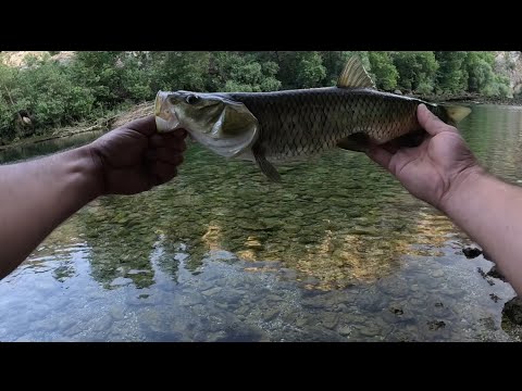 Berrak suda dev kasna avı