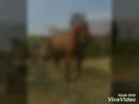 Vând carlana de un an neinvatata..rasa murana mai multe detalii la telefon0769511064 loc terpezita