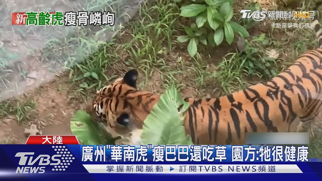 廣州老虎瘦成「紙片」 陸肥胖地圖41.1%男性過重