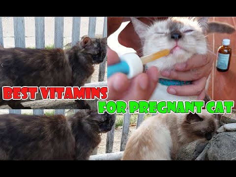 Best Vitamins for Pregnant Cat
