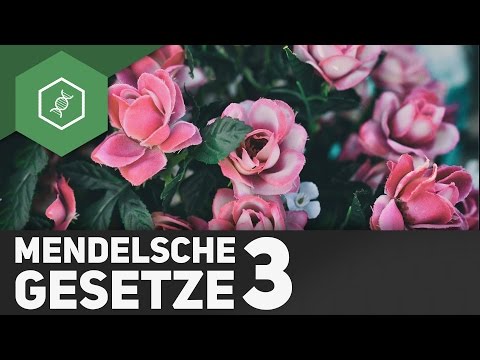Mendelsche Regeln: Spaltungsregel - Teil 3