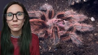 Having 100+ Pets can be Exhausting! Tarantulas Molting, chicken coop UPGRADE & Guinea Pigs! VLOG