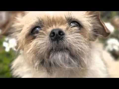 60 Seconds Of Cute Brussels Griffon Puppies!